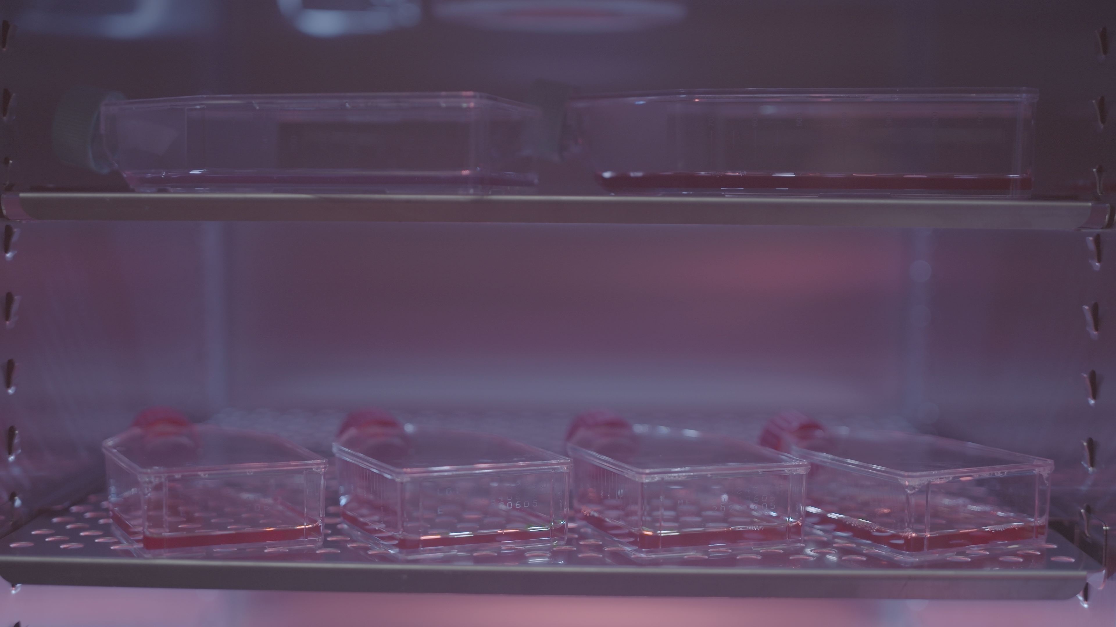 Cell Culture